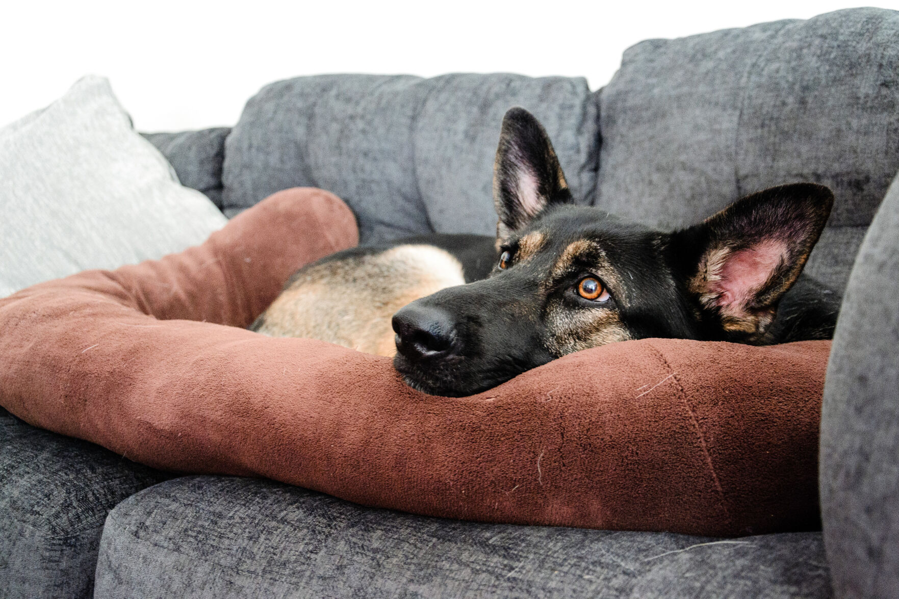 Photo_News_ServiceDog_dog.jpg Autumn dog